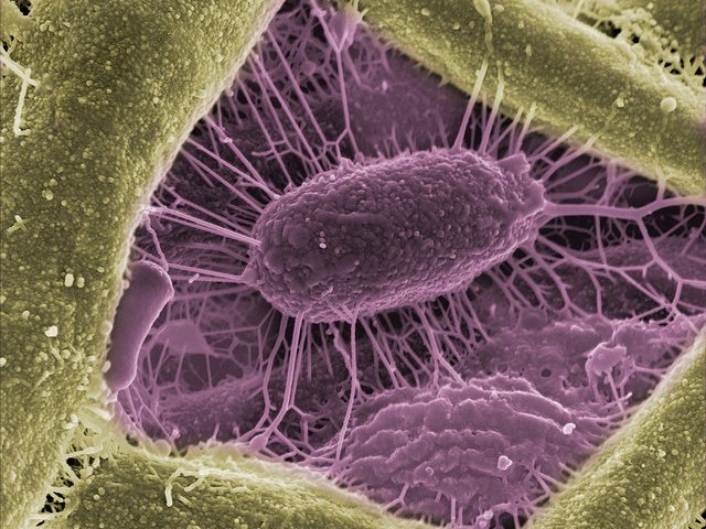 Microscopy of an Arabidopsis root and its associated microbial community